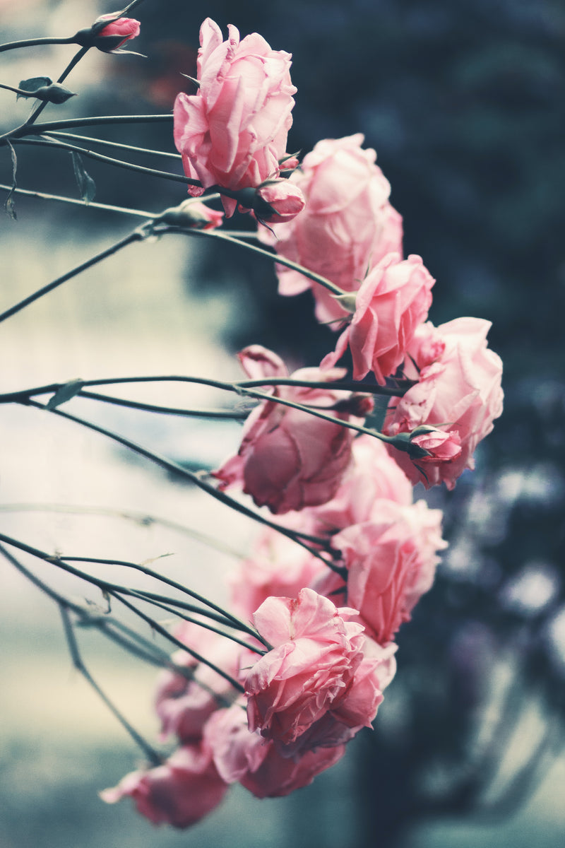 Beautiful pale pink roses Photo by Alina Sofia on Unsplash